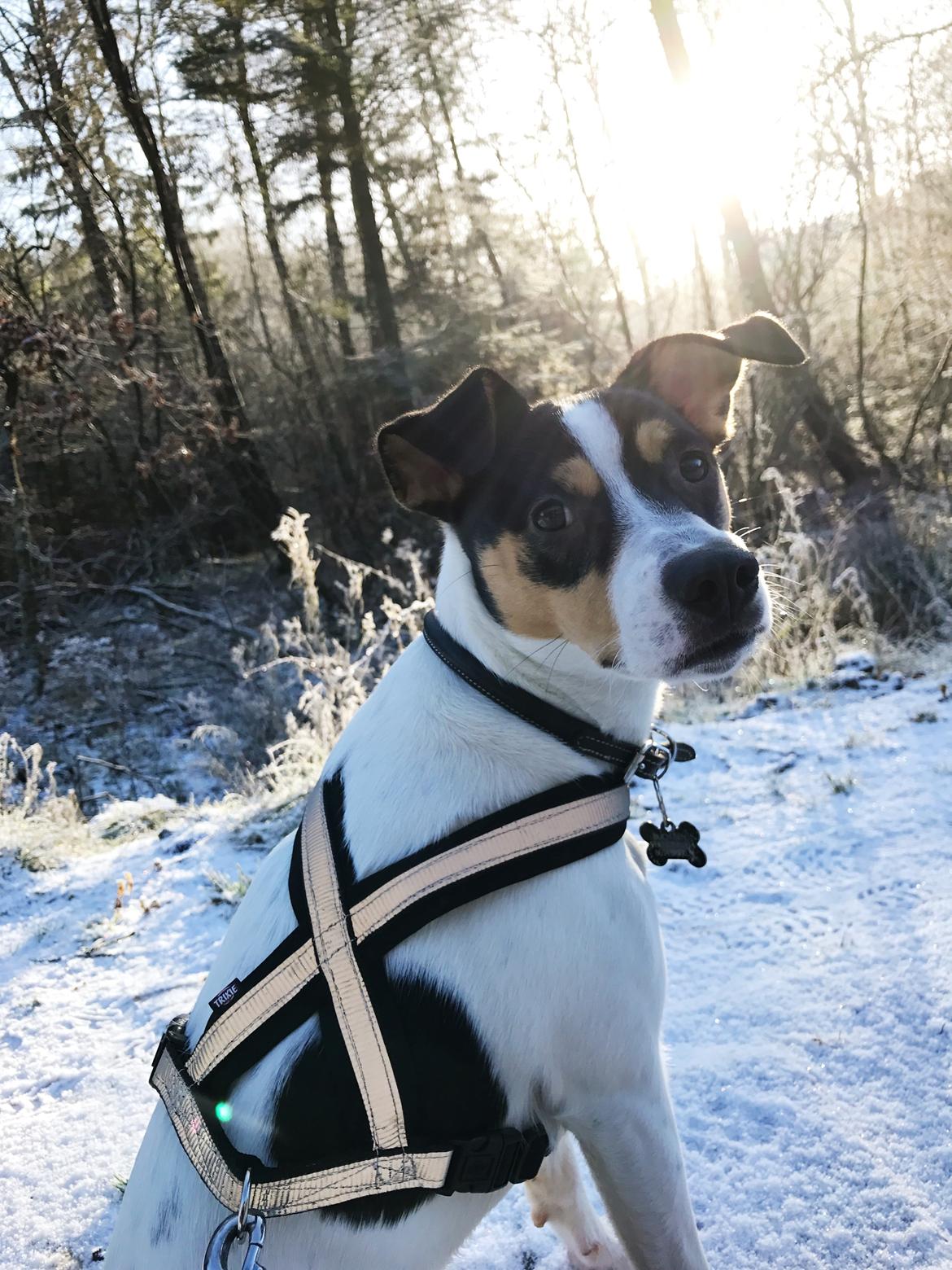 Dansk svensk gaardhund Franz - Vinter 2016 billede 2