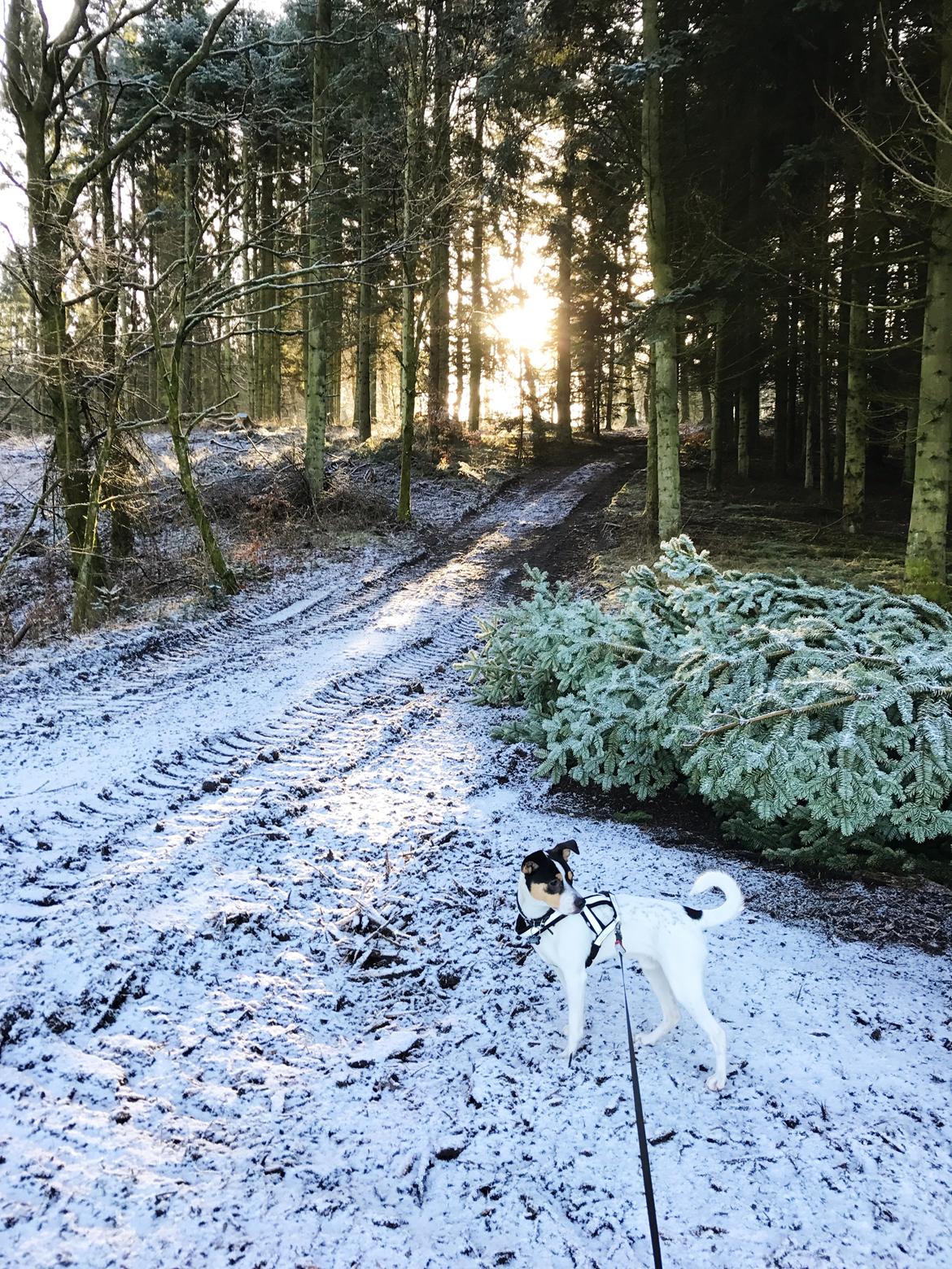 Dansk svensk gaardhund Franz - Vinter 2016 billede 10