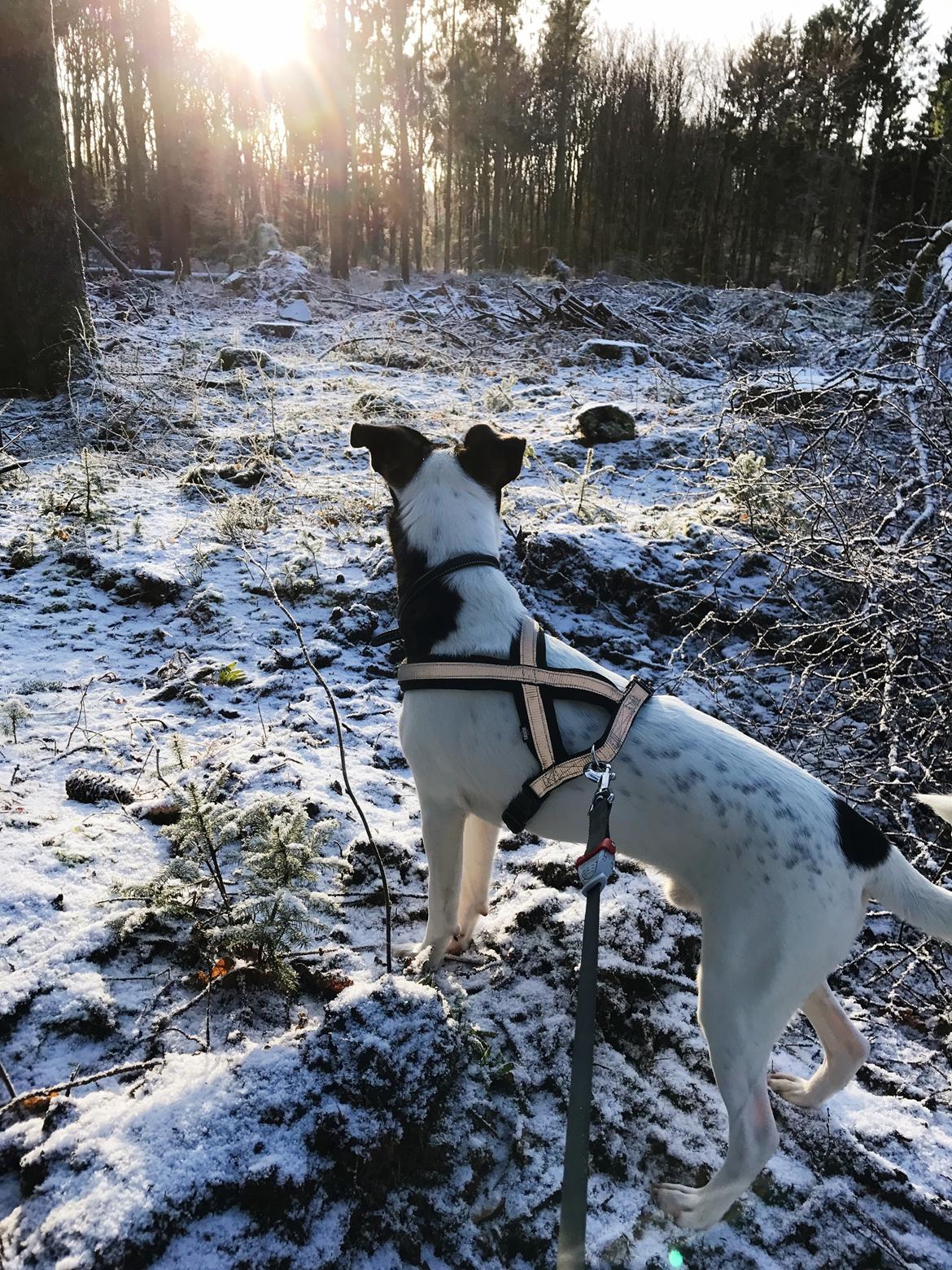 Dansk svensk gaardhund Franz - Vinter 2016 billede 18