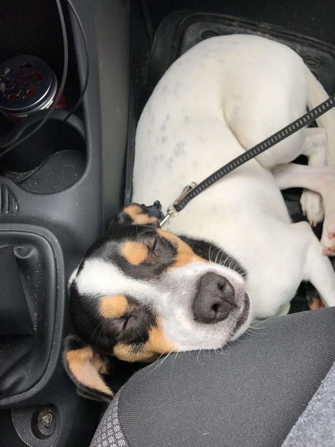 Dansk svensk gaardhund Franz - Forår 2017 billede 19