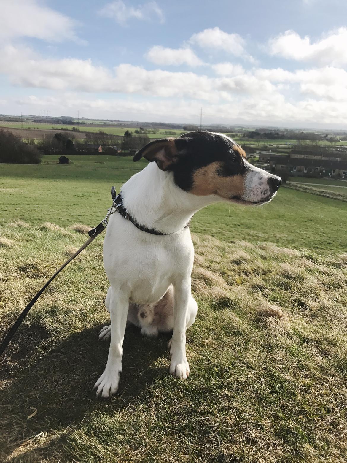 Dansk svensk gaardhund Franz - Forår 2017 billede 20