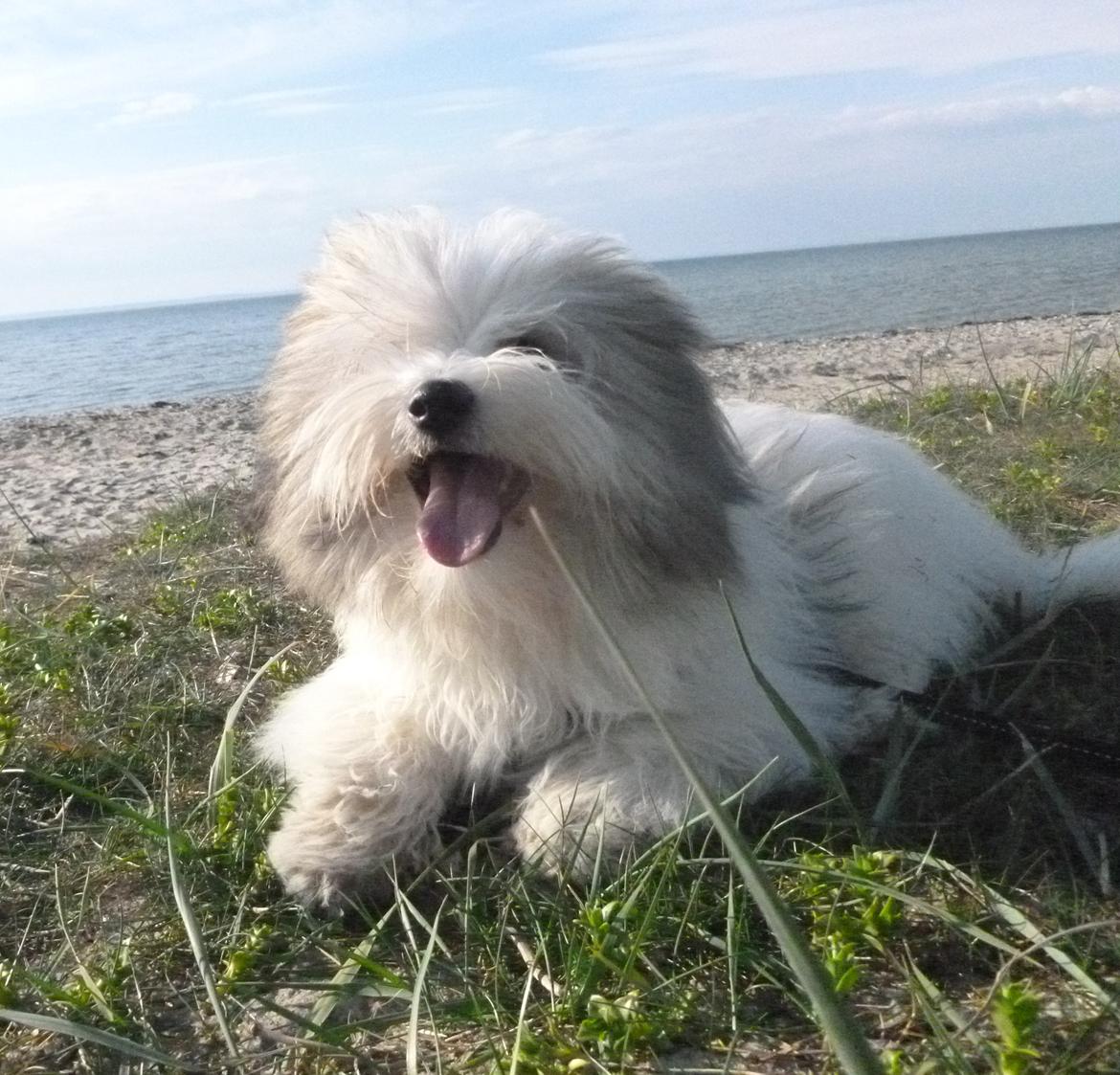 Coton de tulear King billede 14