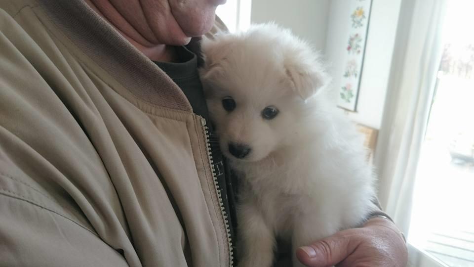 Dansk Spids Balder billede 6