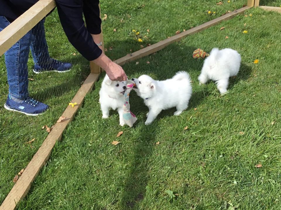 Dansk Spids Balder - Balder er den i miden af billedet billede 5