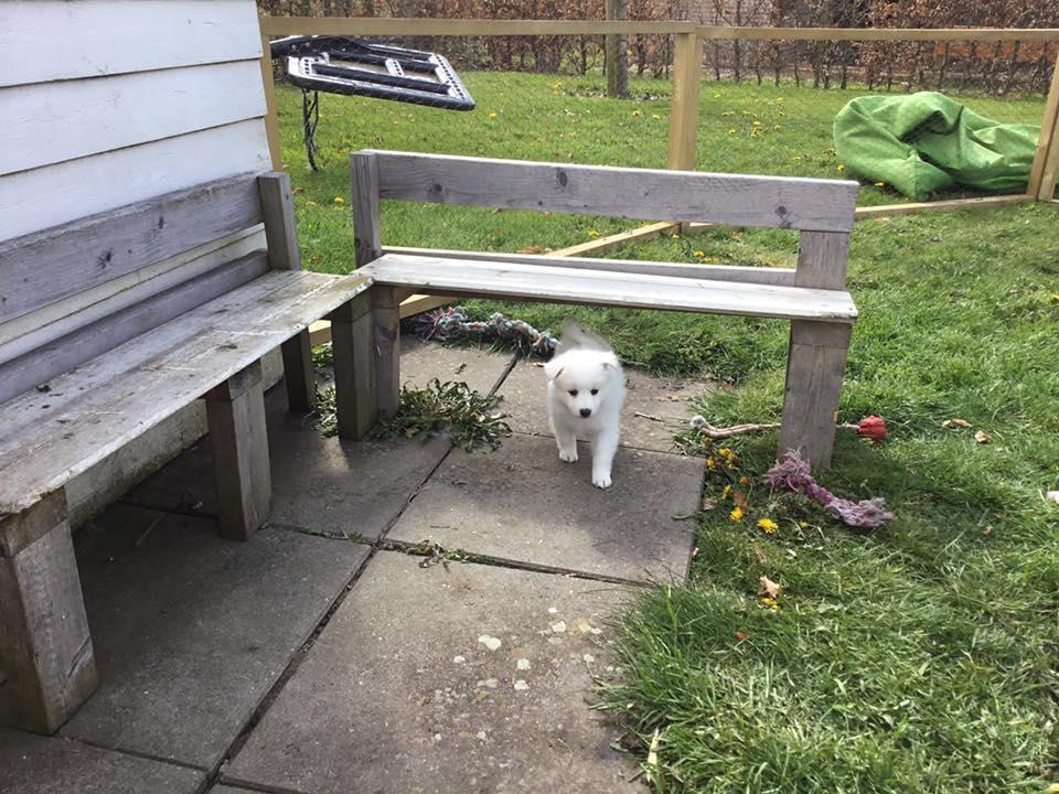 Dansk Spids Balder billede 7