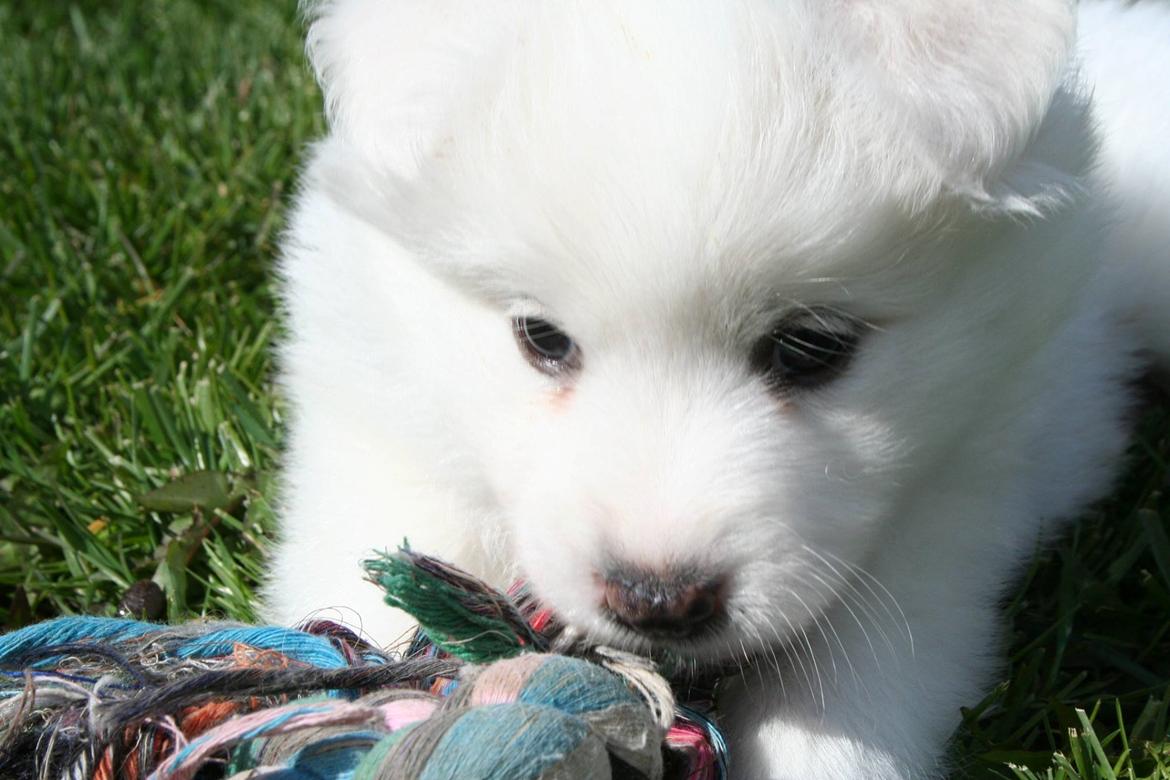 Dansk Spids Balder billede 4