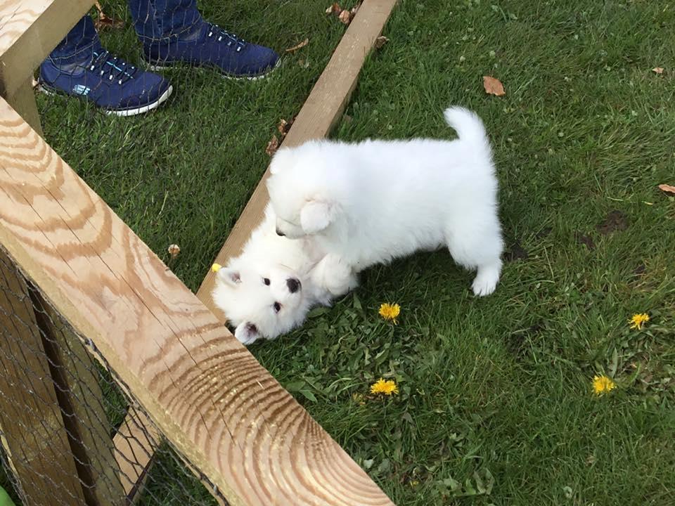 Dansk Spids Balder - Balder er den der kanøfler sin søster billede 9