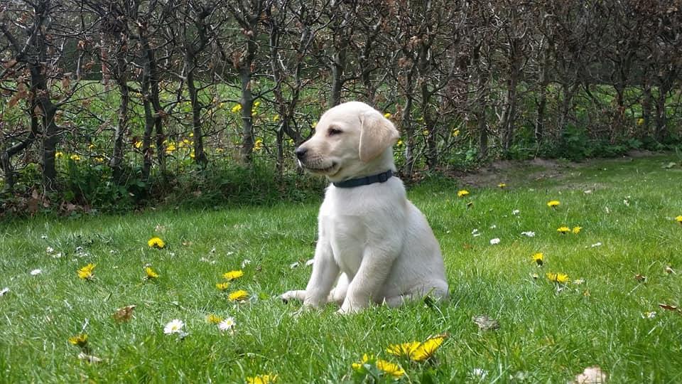 Labrador retriever Max billede 16