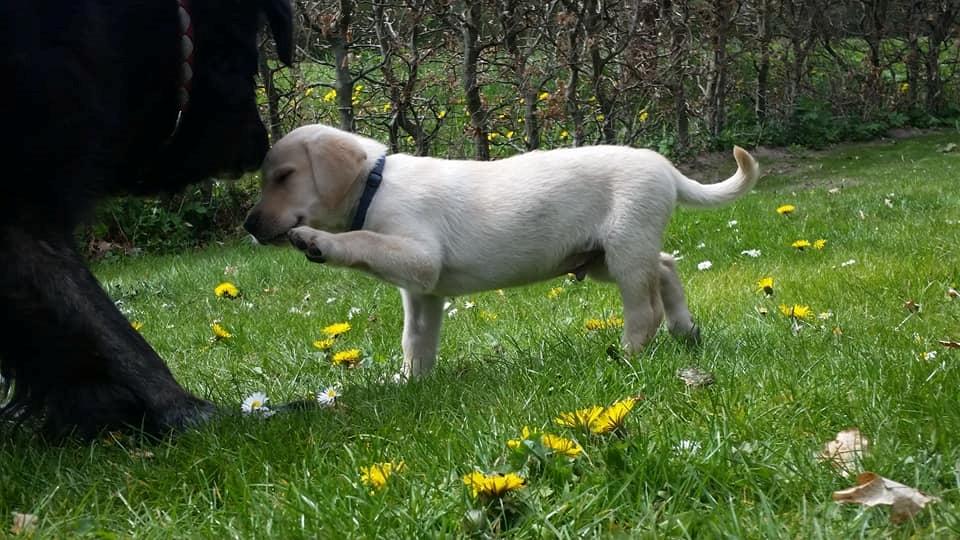 Labrador retriever Max billede 17