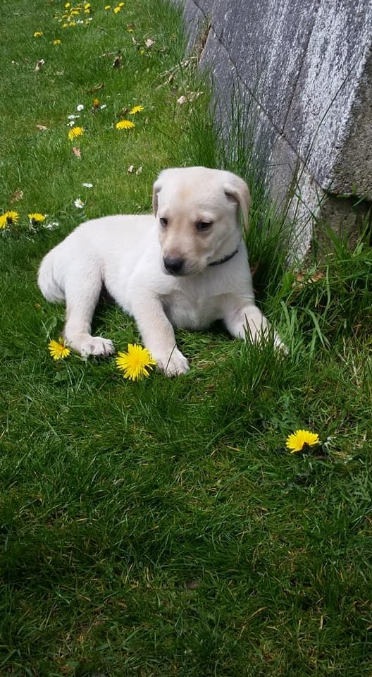 Labrador retriever Max billede 18