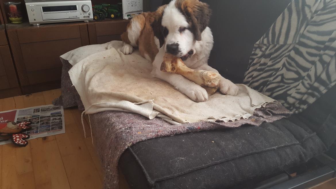 Sankt bernhardshund Allison  billede 24