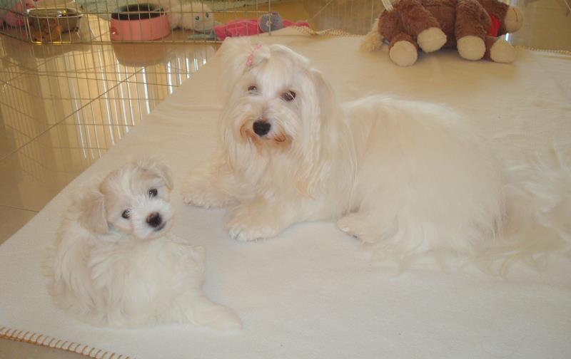 Coton de tulear Jespersen's Savannah billede 17