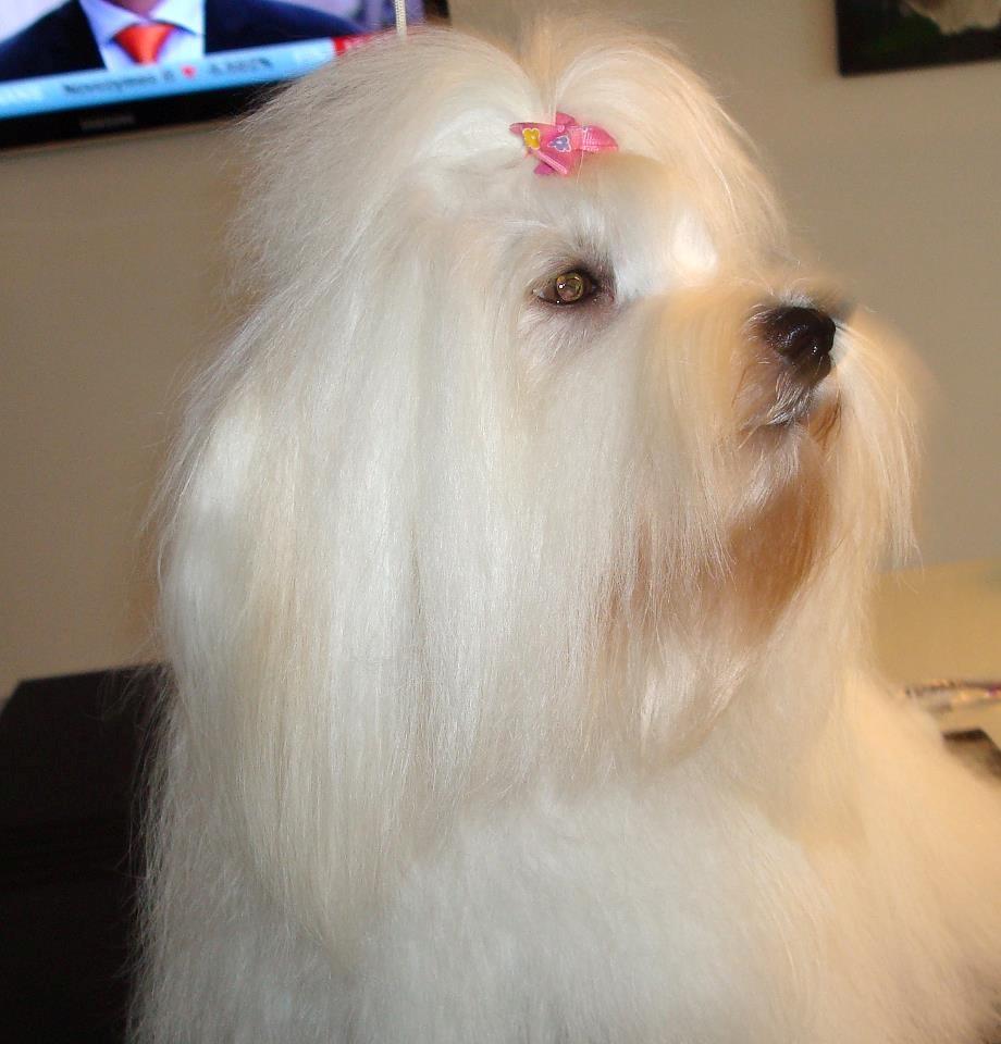 Coton de tulear Jespersen's Savannah billede 19