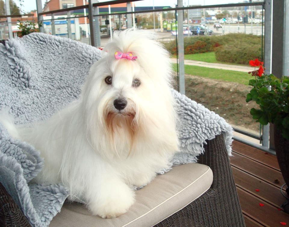 Coton de tulear Jespersen's Savannah billede 18