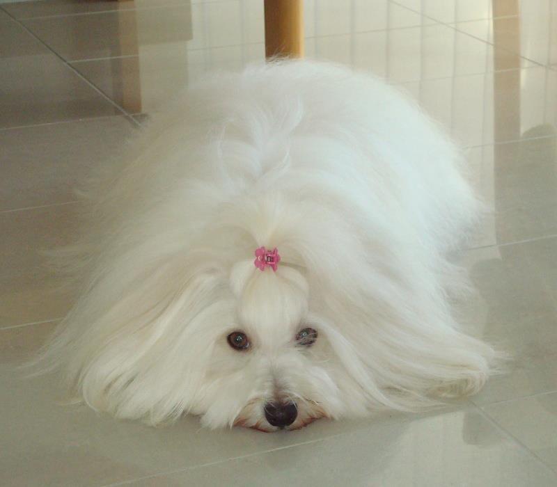 Coton de tulear Jespersen's Savannah billede 1