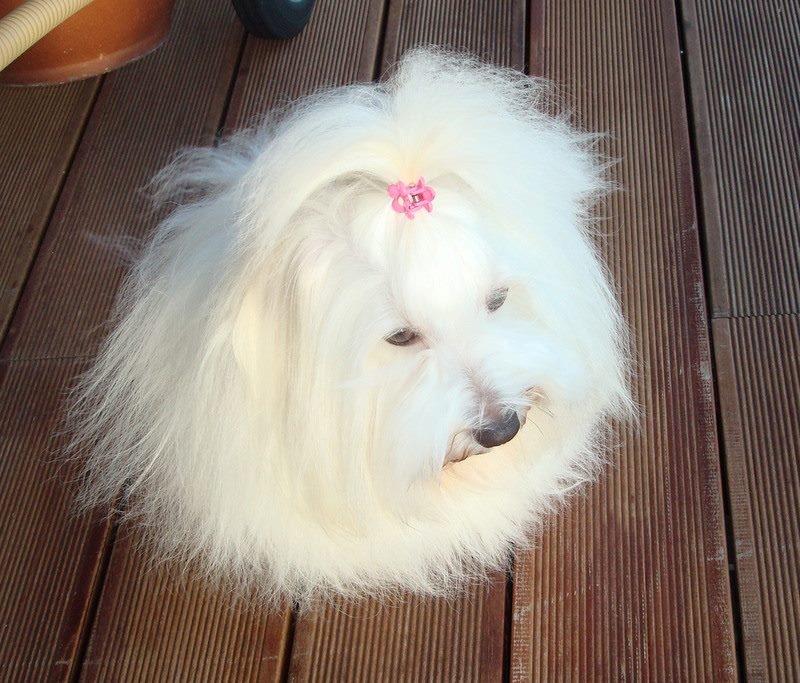 Coton de tulear Jespersen's Savannah billede 21