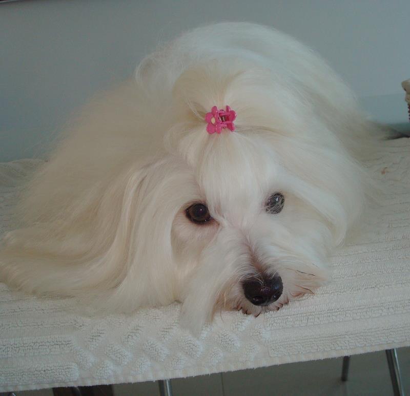 Coton de tulear Jespersen's Savannah billede 22