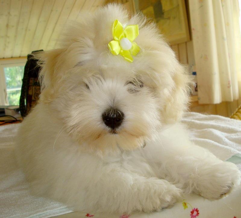 Coton de tulear Jespersen's Savannah billede 23