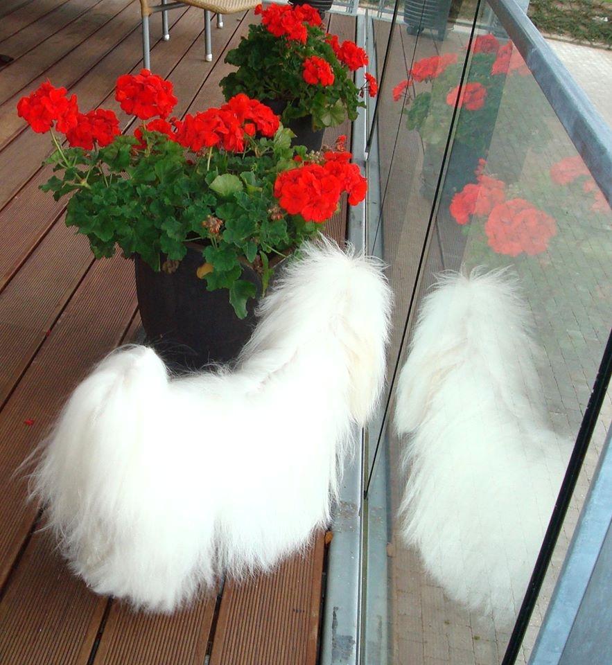 Coton de tulear Jespersen's Savannah billede 20