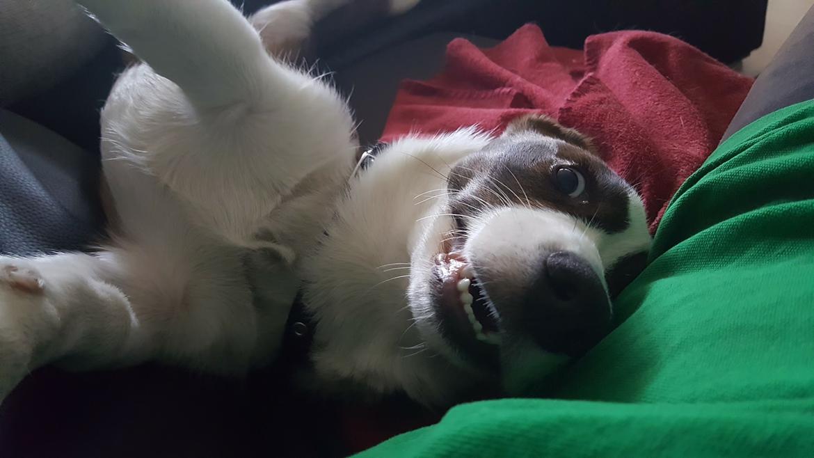 Welsh corgi cardigan Albert billede 16