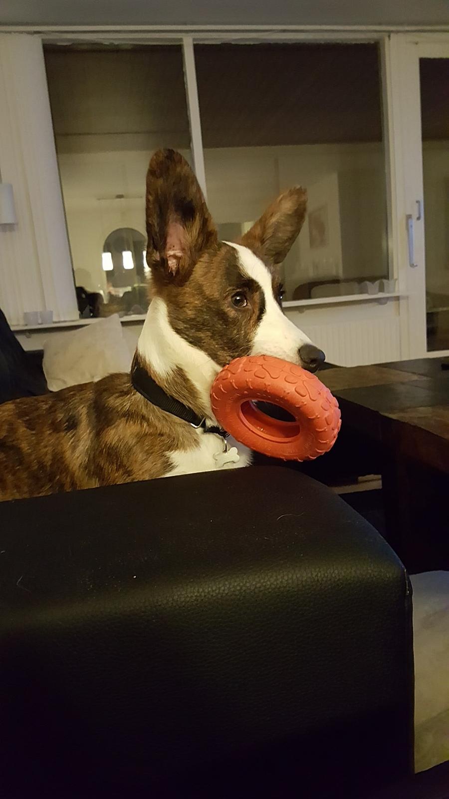 Welsh corgi cardigan Albert billede 18