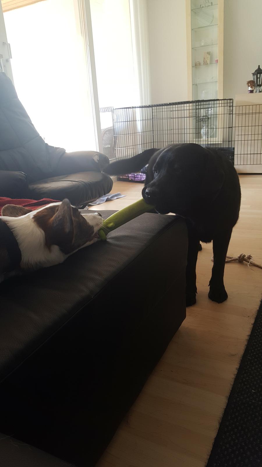 Welsh corgi cardigan Albert billede 19