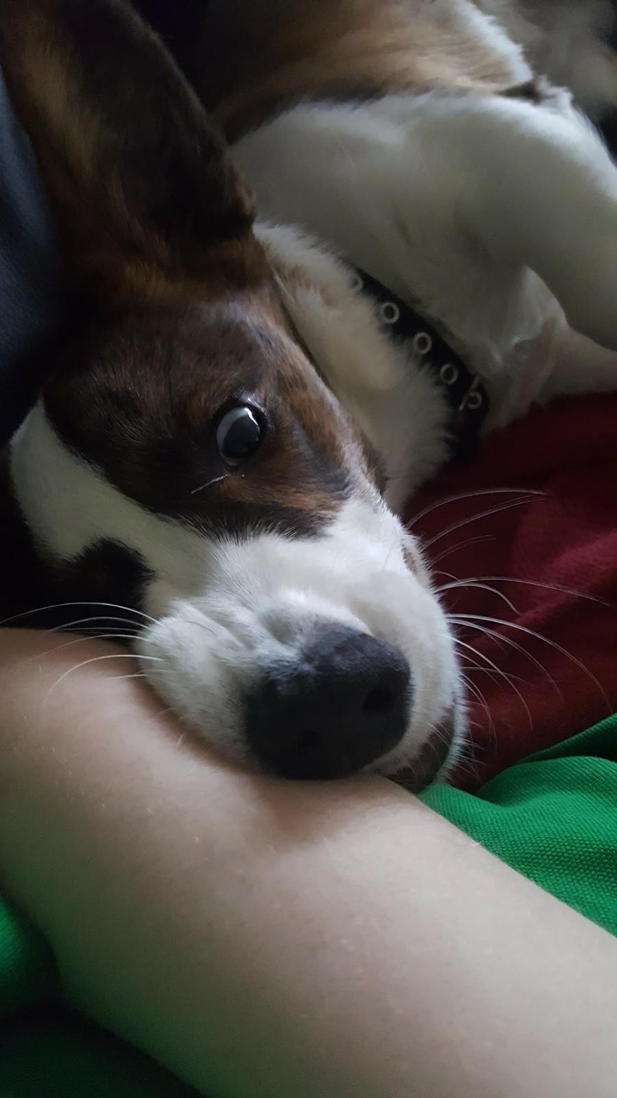 Welsh corgi cardigan Albert billede 17