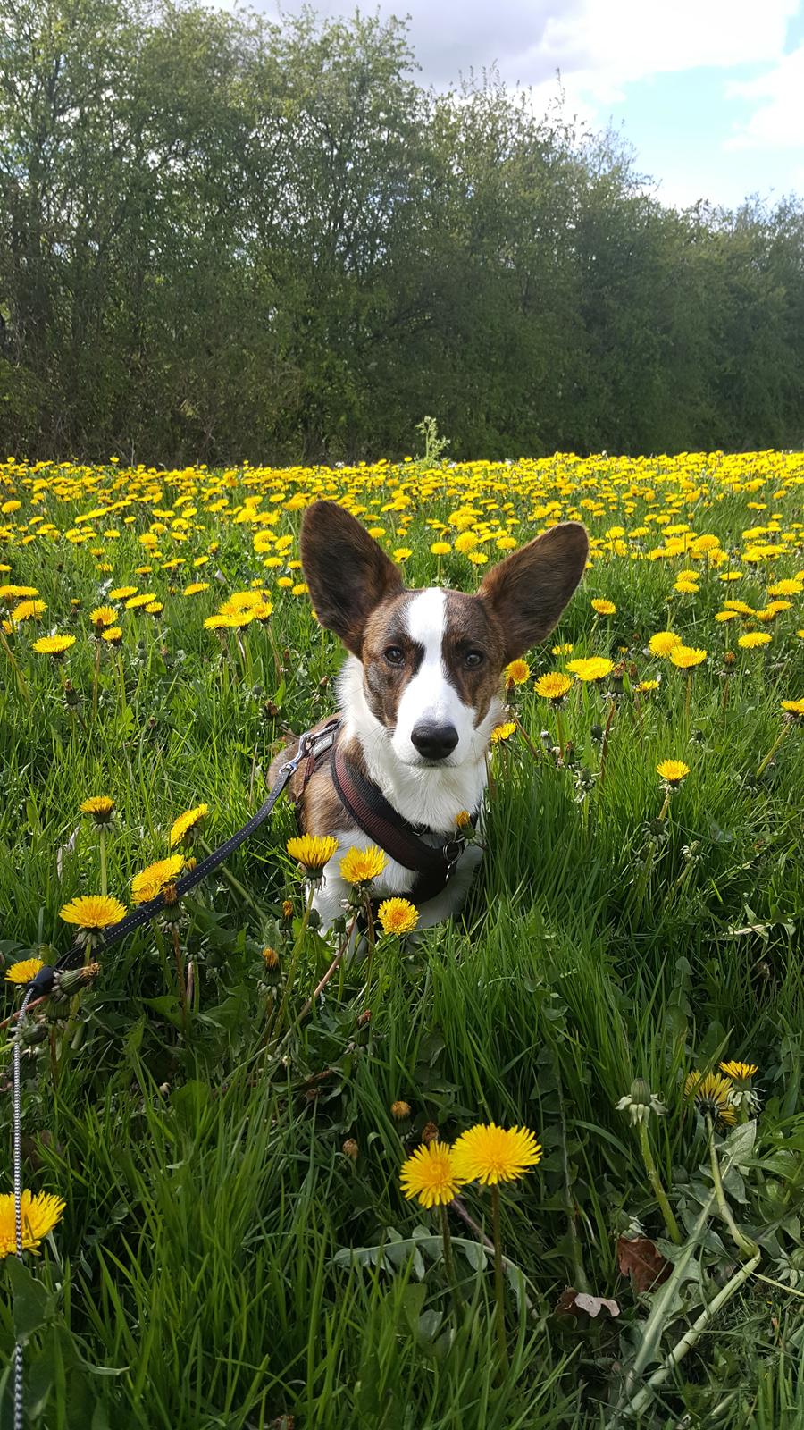 Welsh corgi cardigan Albert billede 21