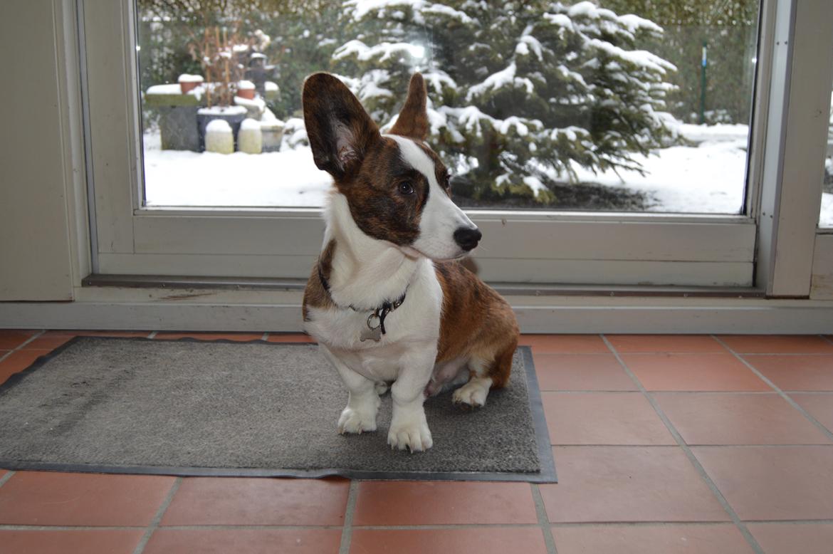 Welsh corgi cardigan Albert billede 22