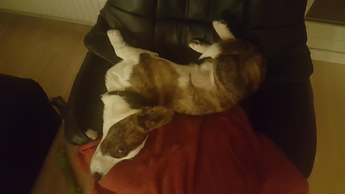 Welsh corgi cardigan Albert billede 20