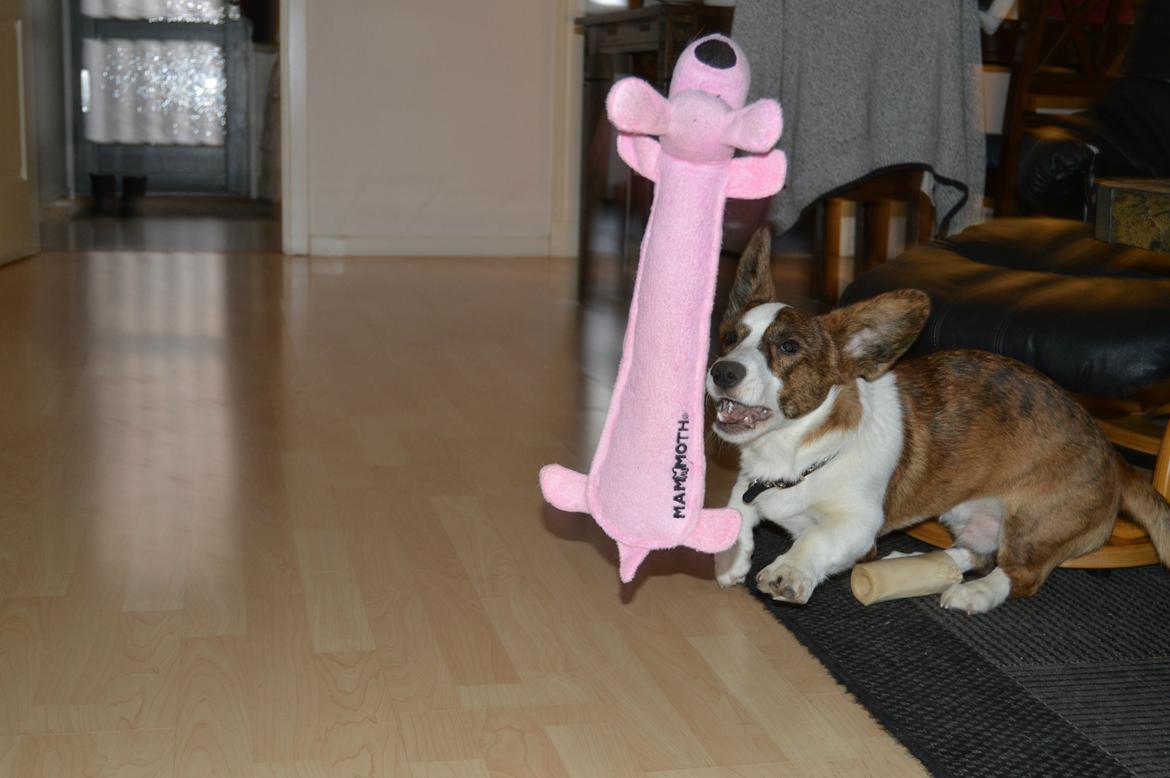 Welsh corgi cardigan Albert billede 25