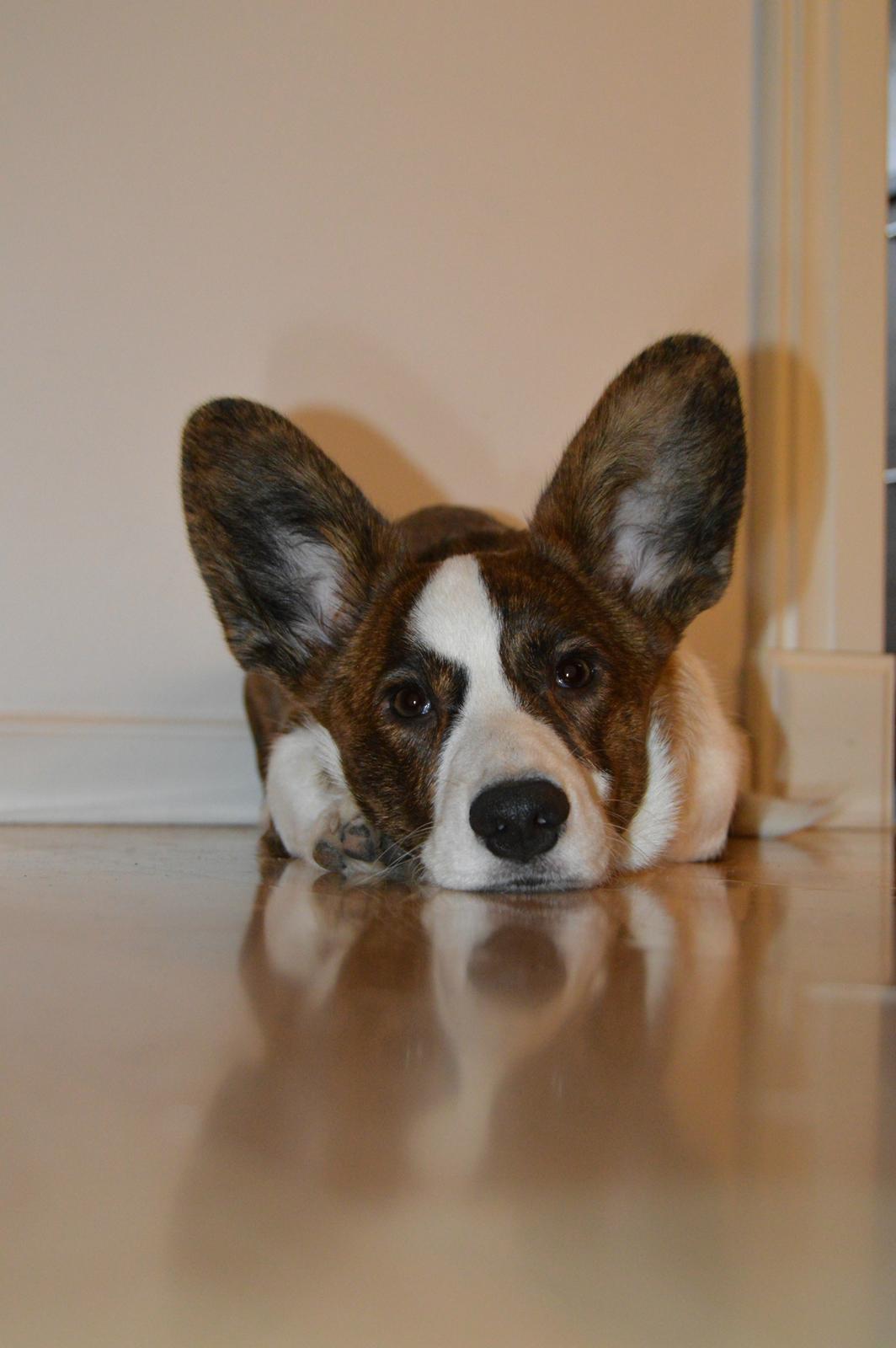 Welsh corgi cardigan Albert billede 23