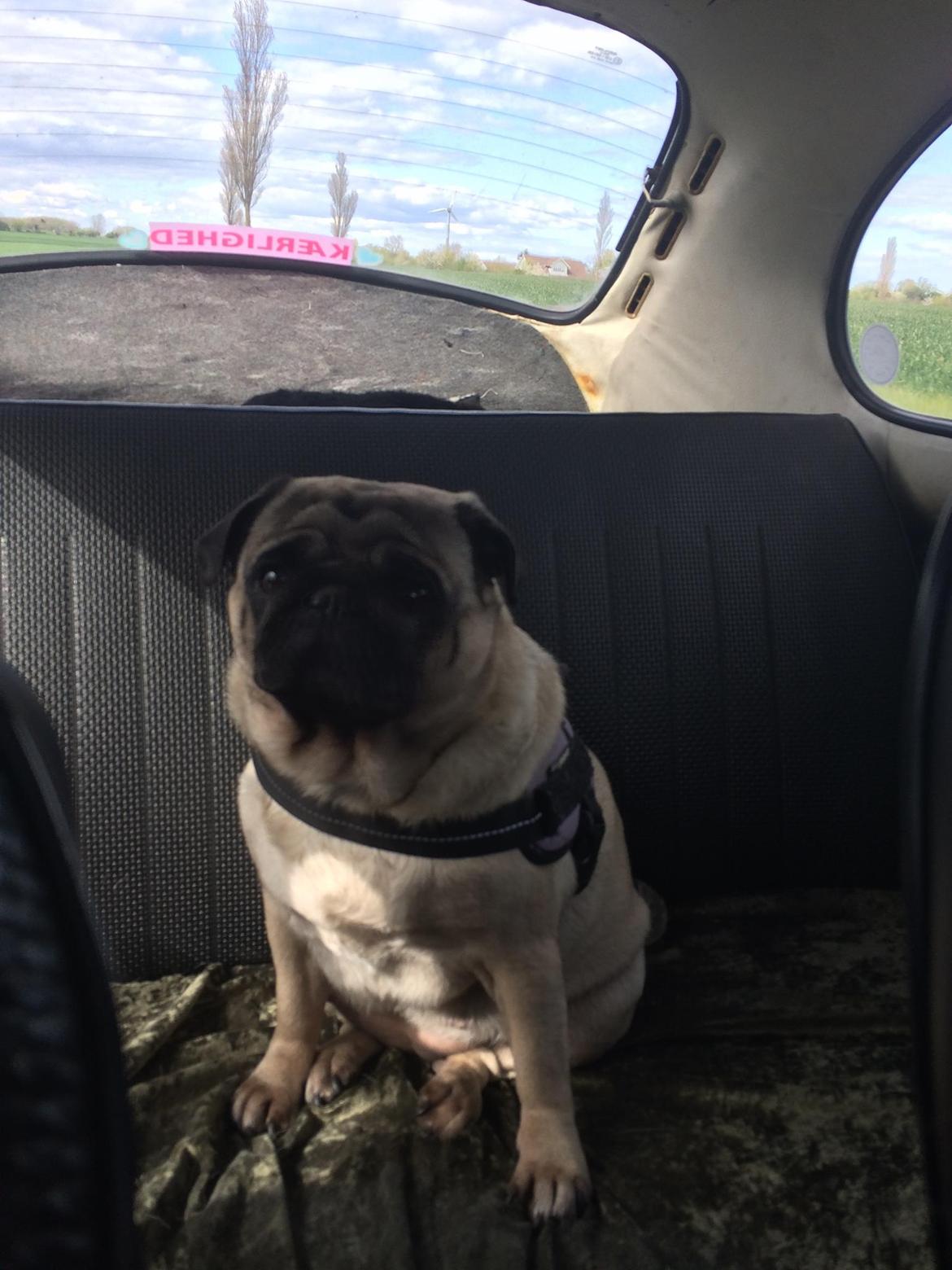 Mops Martha  - Martha ude og køre i vores folkevogn  billede 26