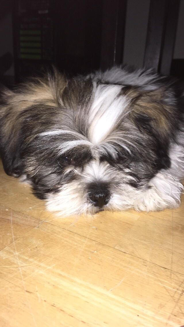Lhasa apso Ellie billede 17