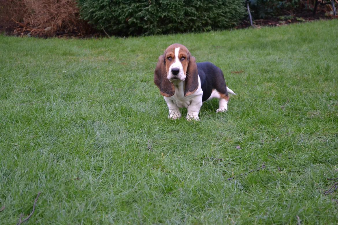 Basset hound Mortensen billede 3