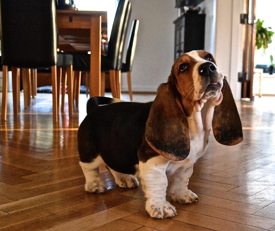 Basset hound Mortensen billede 9