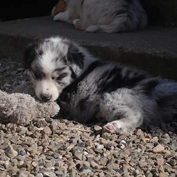 Australian shepherd Pepper billede 18