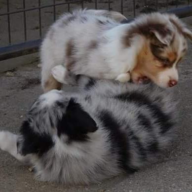 Australian shepherd Pepper billede 19