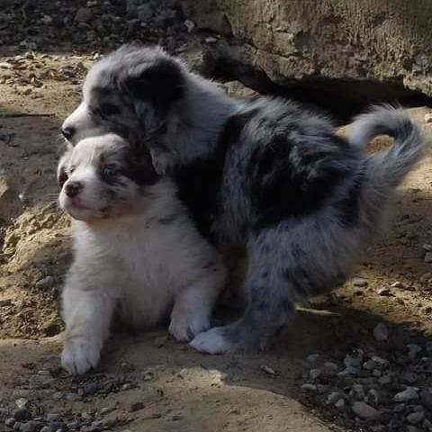 Australian shepherd Pepper billede 20