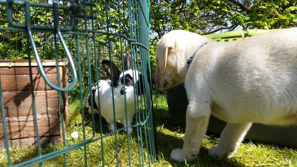 Labrador retriever Max - Hilser lige på ninne :) billede 15