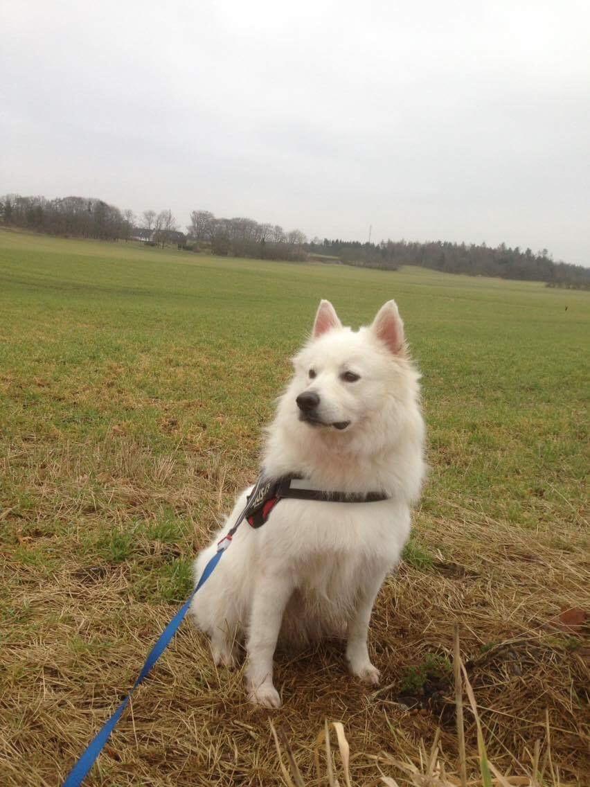 Blanding af racer Kanta billede 1