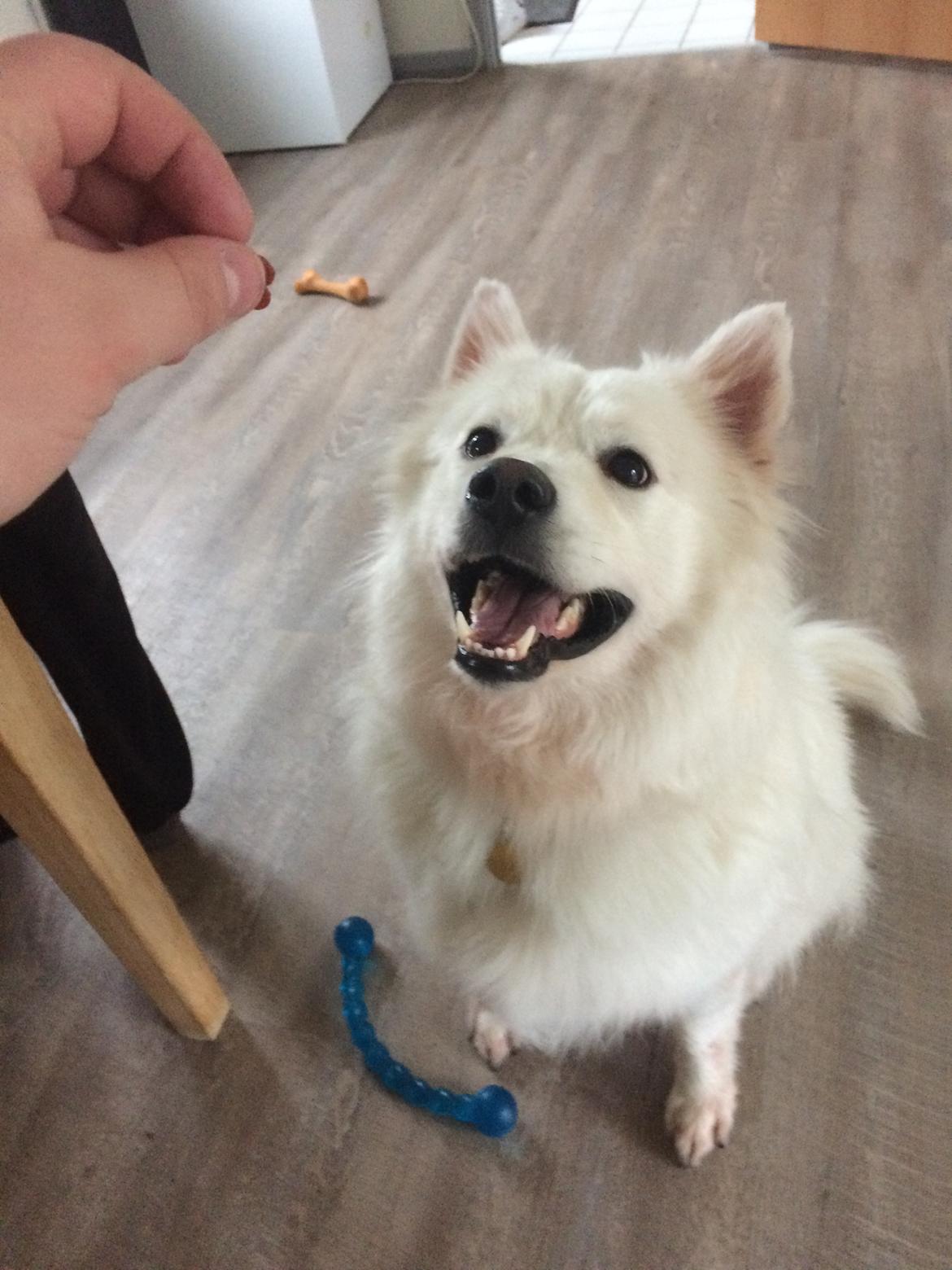 Blanding af racer Kanta billede 2