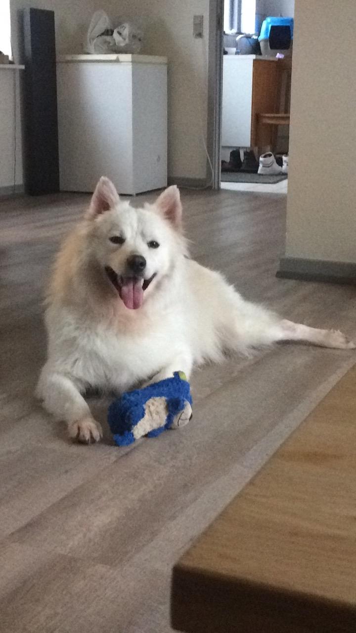 Blanding af racer Kanta billede 3