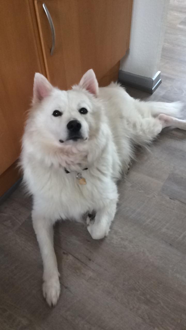 Blanding af racer Kanta billede 6