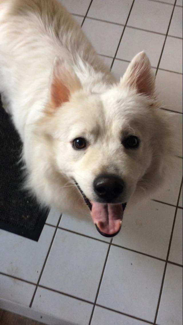 Blanding af racer Kanta billede 8