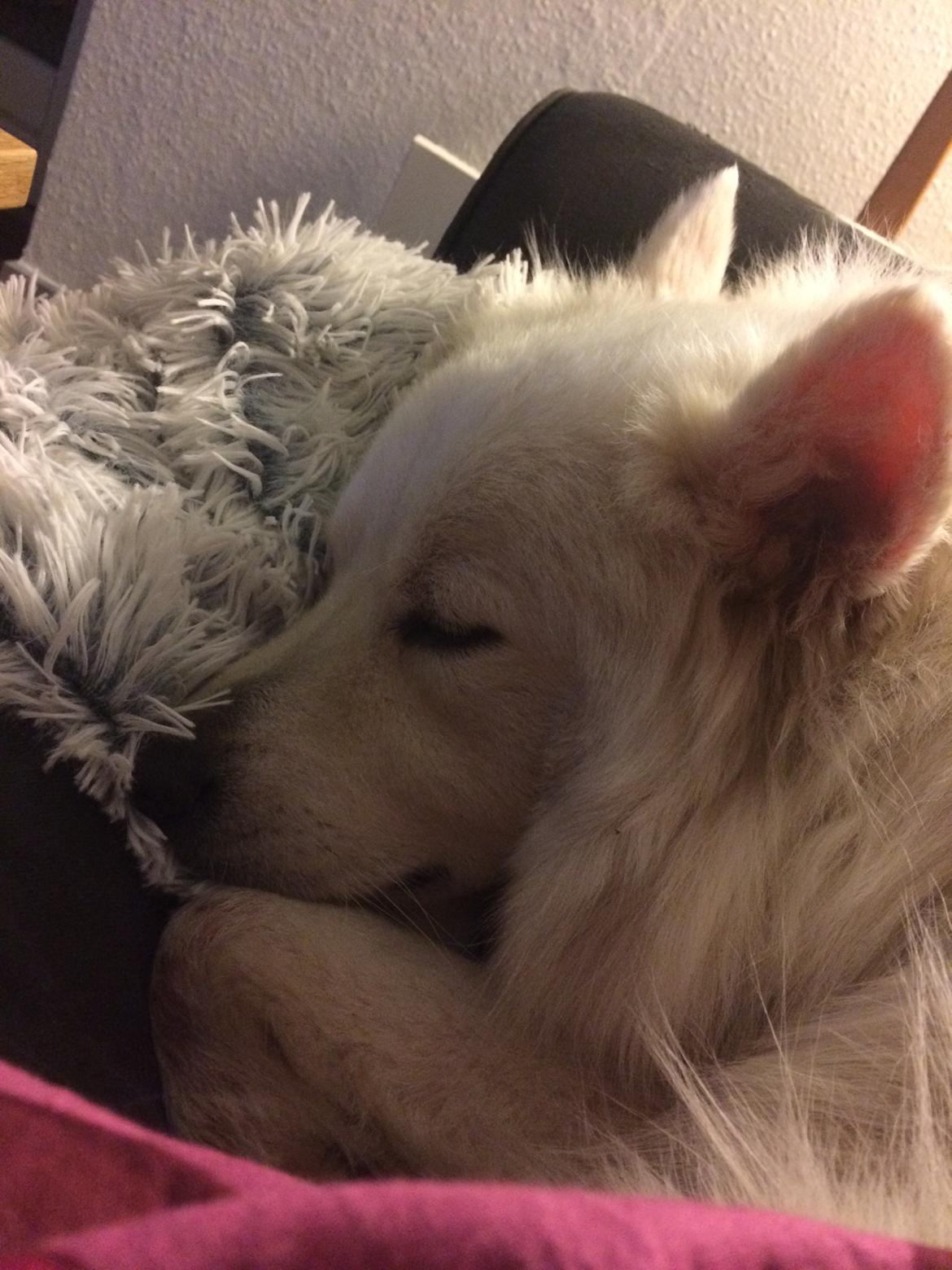 Blanding af racer Kanta billede 12