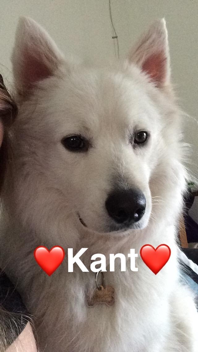 Blanding af racer Kanta billede 16