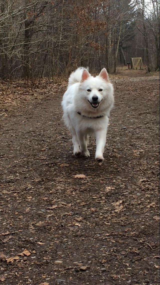 Blanding af racer Kanta billede 21