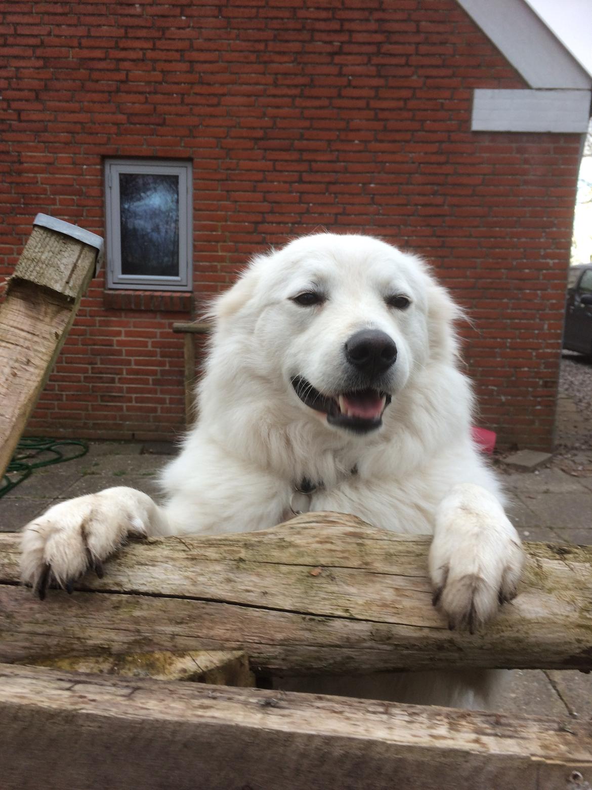 Blanding af racer Kanta billede 19