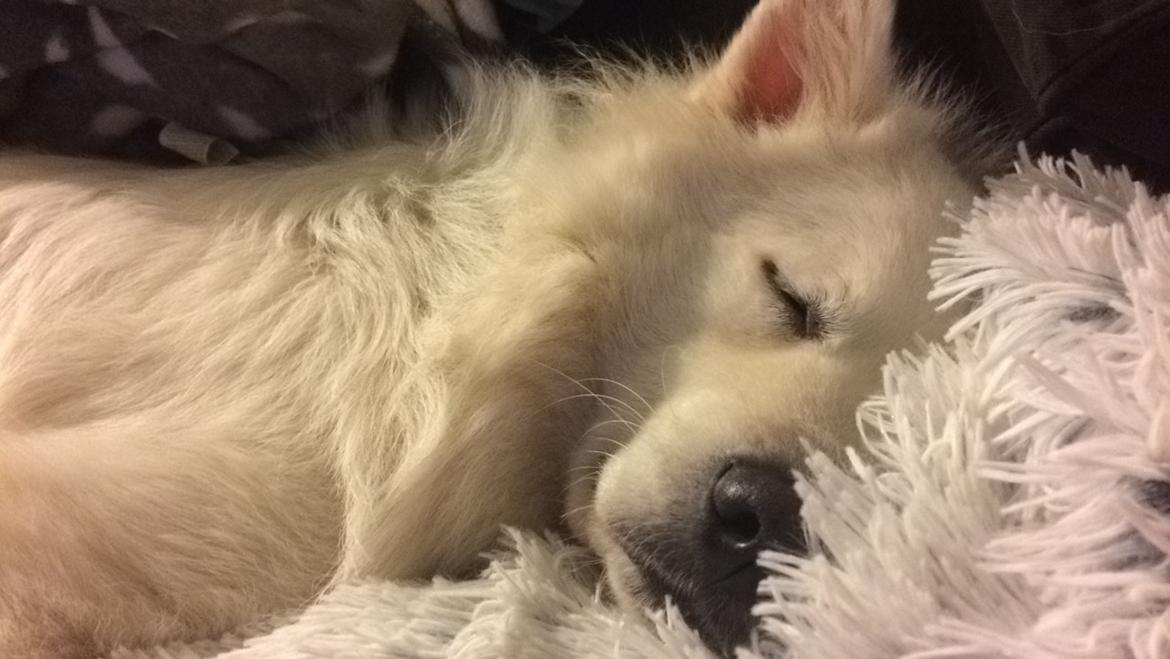 Blanding af racer Kanta billede 4